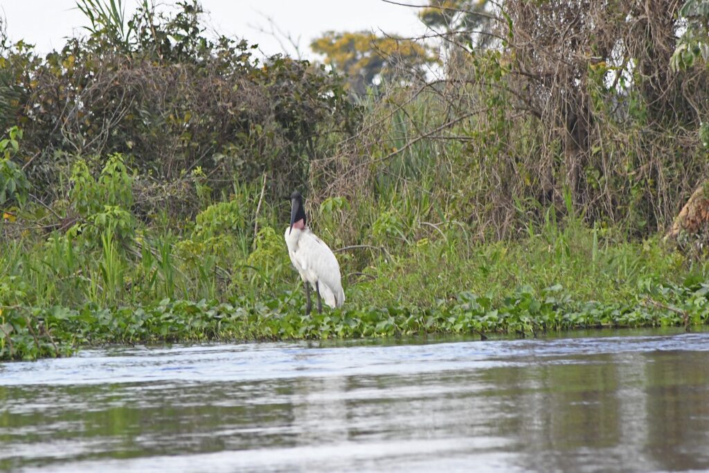 Com agravamento da seca na bacia do Pantanal, Agência Nacional de Águas alerta para situação